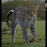 Steve Myers African Leopard