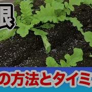 大根 肥料