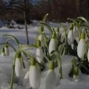 Hacheli Erajshtutyun