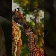 Песня Ирины Куль Друзья Скачать