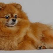 Цвет Настроения Рыжий