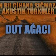 Enes Yolcu Dud Agaci