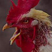 Петухи Запоют