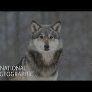 Жизнь Волков