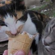 Кот Ест Мороженое