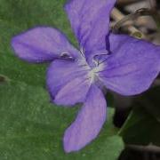 Якшиянц Арсений Фиалки