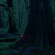 The Night Forest Ambience