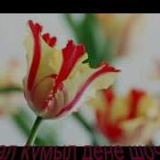 Шочмо Кечет Дене