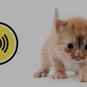 Мяуканье Котят
