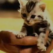 Вискас Реклама 2003