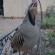 Пение Каклика