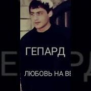 Гепард Любовь Навеке