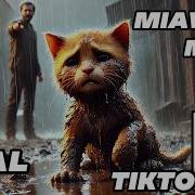 Ai Cat Sad Song
