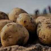 Песня О Картошке