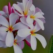 Шеър Келинчак Келин Шеър