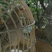 Овози Чучаи Капк