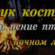 Шум Костра И Леса