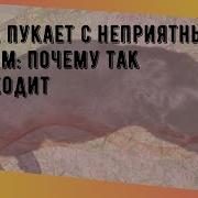 Собака Пукает