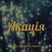 Песня Акация Колючая