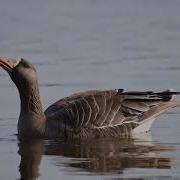 Гусь Белолоб Базар