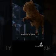 Глаша Совушкина