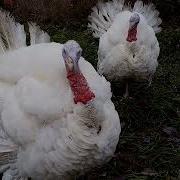 Крик Индюка