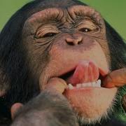 Маймылдың Дауысы