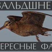 Самка Вальдшнепа