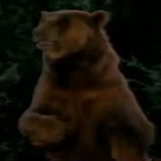 Bear Alquimista 57