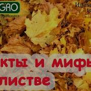 Листопад Рассыпит Косы
