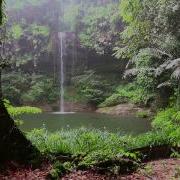 Green Jungle Asmr Hour