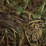 Mcyeris Xmis Gadmocera