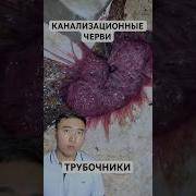 Черви