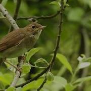Самка Соловья Поет