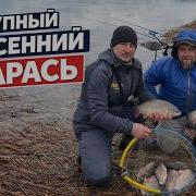 Карась