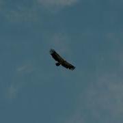 Oscuro Flying High