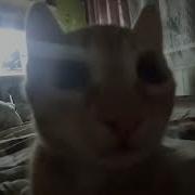 Морда Протокольная