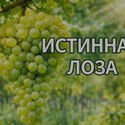 Истиная Лоза Христианская