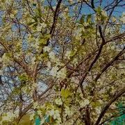 Алмагачлар Чэчэк Ата