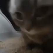 Чипи Чапа 1 Час