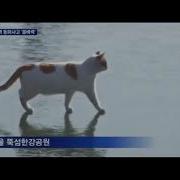 Cat Walking On Han River