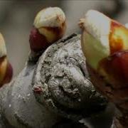 Весенняя Капель Минус