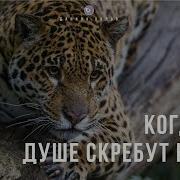 Кошки Скребут На Душе