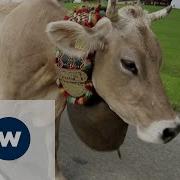 Корова Бежит С Колокольчиком