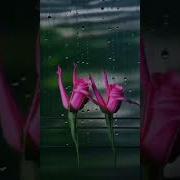 Любавин Ремикс