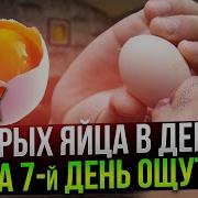 Что Если Есть Сырое Яйцо