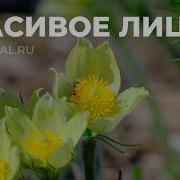 Самблиминал Россия Для Красоты