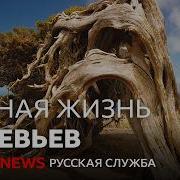 Тайная Жизнь Деревьев