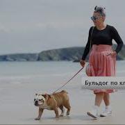 Бульдог По Кличке Длг