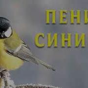 Песня Синички